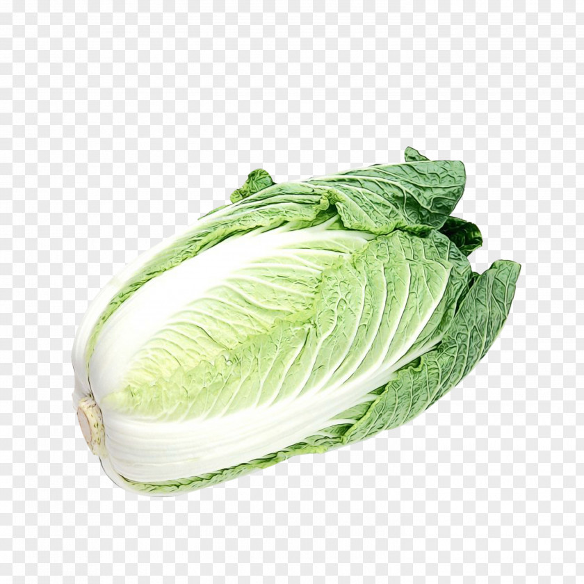 Lettuce Chinese Cabbage Vegetable Leaf Romaine Savoy PNG