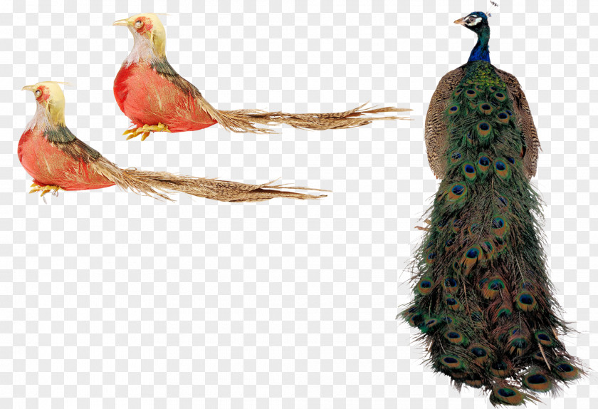 Peacock Bird Animals Psd Layered Material Peafowl PNG