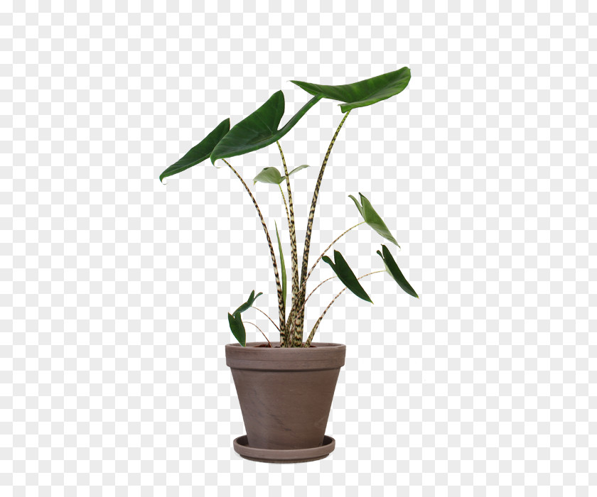 Plants New Guinea Shield Areca Palm Houseplant Alocasia Zebrina PNG