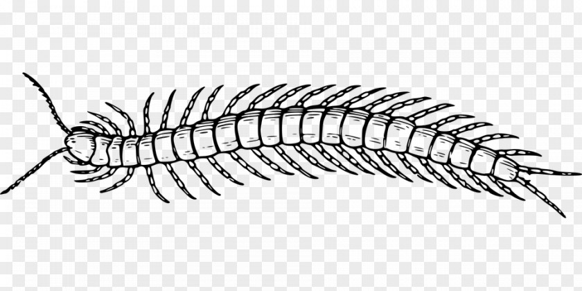 Scolopendra Gigantea Centipedes Line Art Drawing House Centipede PNG
