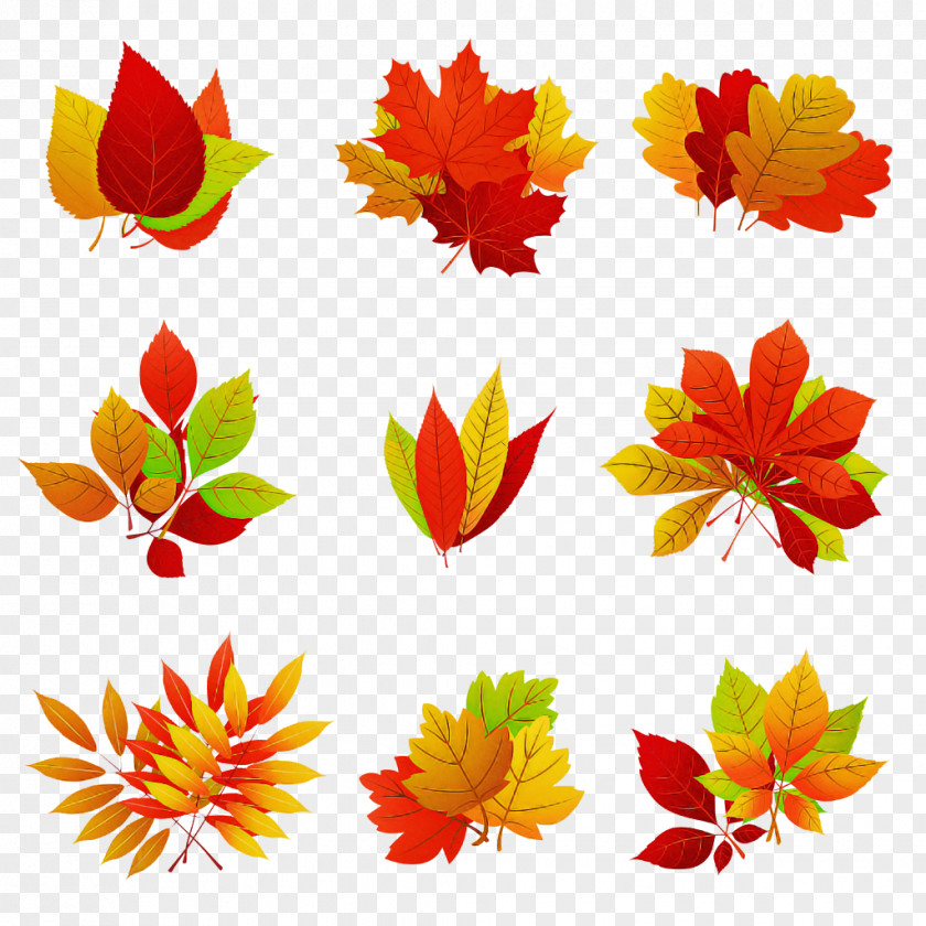 Leaf Plant Flower Petal PNG