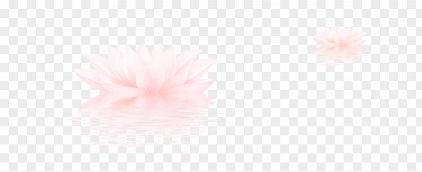 Lotus Petal Desktop Wallpaper Sky Close-up Computer PNG