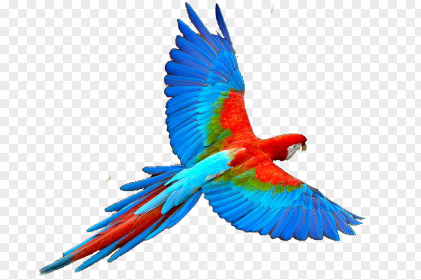 Parrot Bird Flight PNG