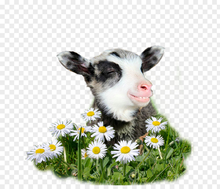 Baby Lamb Finnsheep Goat Angora Wool Yarn PNG