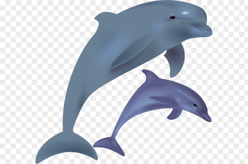 Cartoon Dolphin Images Common Bottlenose Spinner Free Content Clip Art PNG