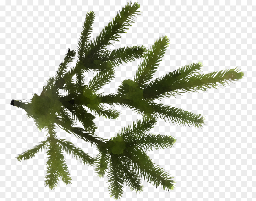 Colorado Spruce Lodgepole Pine Shortleaf Black Yellow Fir White Tree Canadian PNG