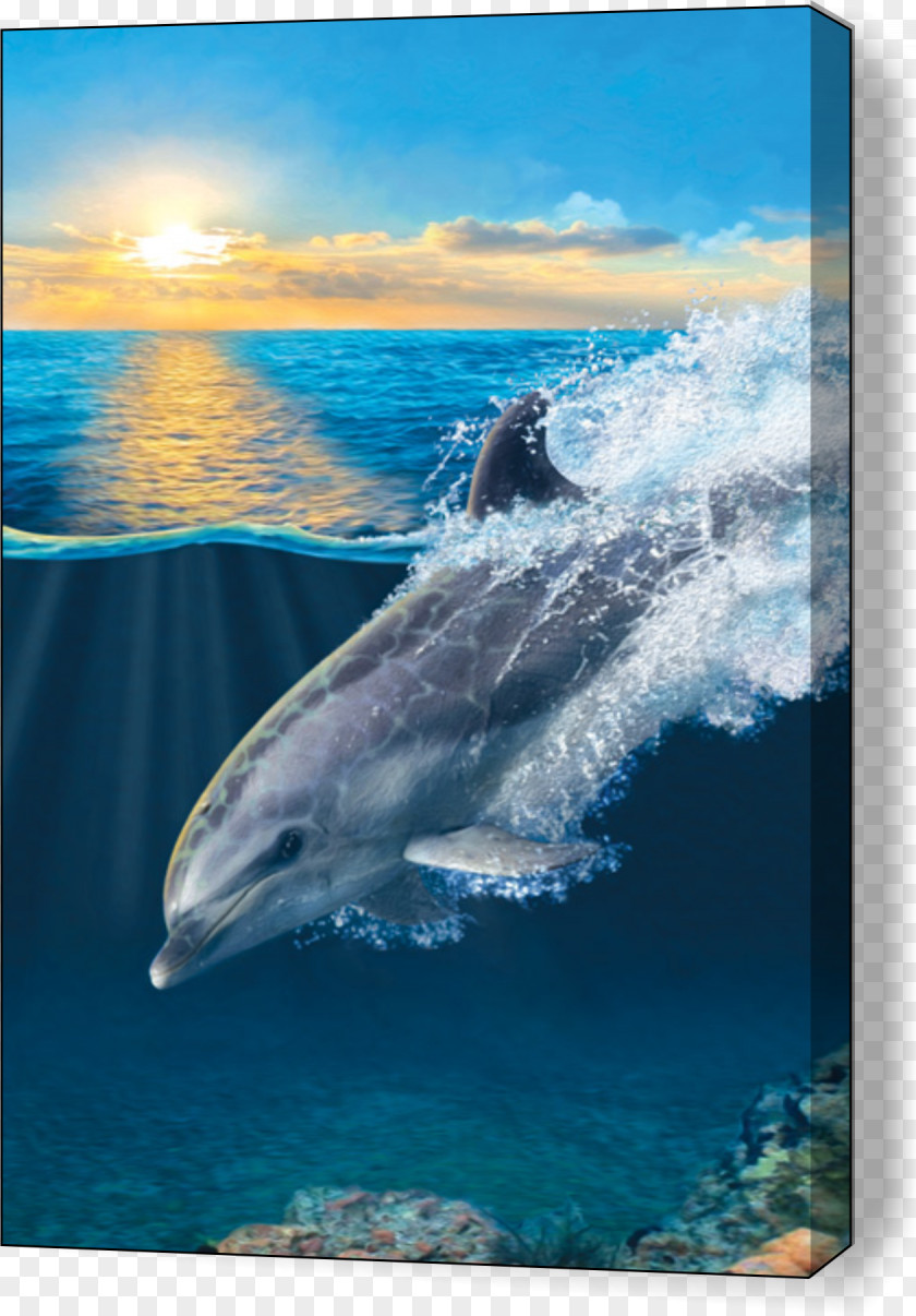 Dolphin Porpoise Art Image Drawing PNG