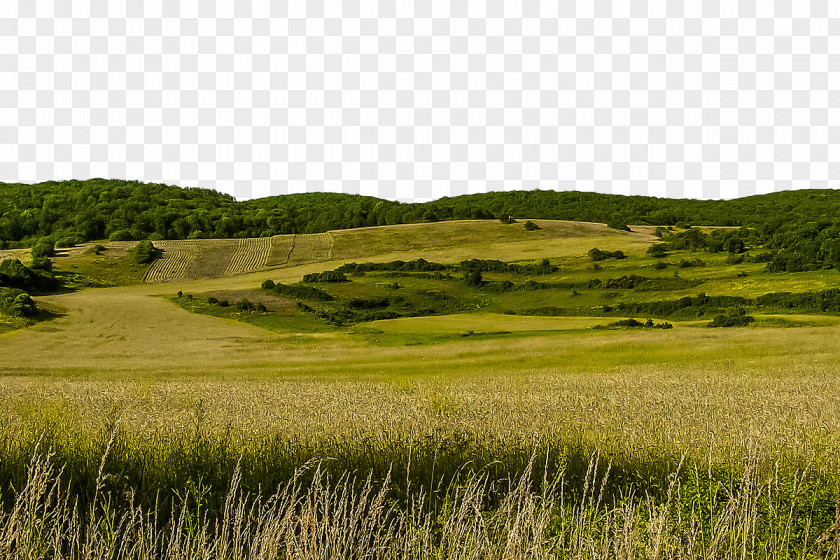 Gold And Wheat Slovakia Opium Poppy J. Rockcliff Realtors, Kat Sellis Landscape Meadow PNG