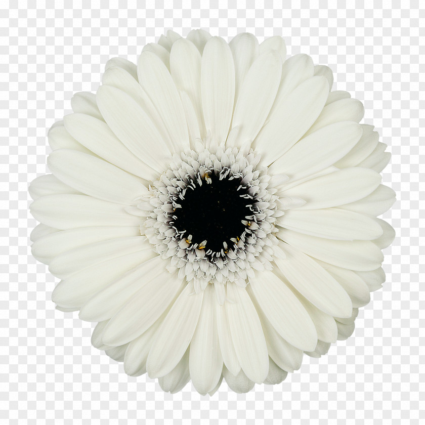 Flower Transvaal Daisy Mans Allure Gerbera Cut Flowers Common PNG