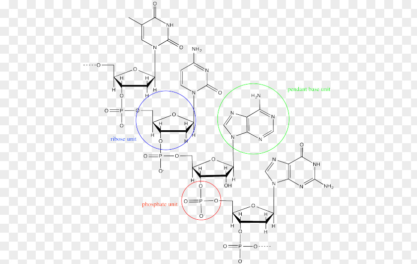 Nucleic Acid DNA Adenosine Triphosphate RNA Macromolecule PNG