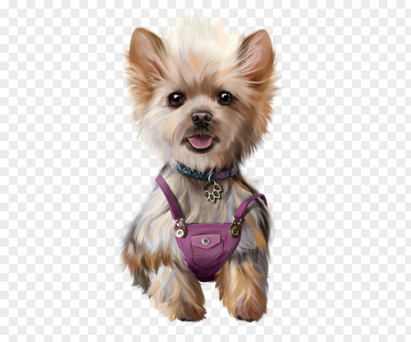 Puppy Yorkshire Terrier Maltese Dog Chihuahua Boston PNG