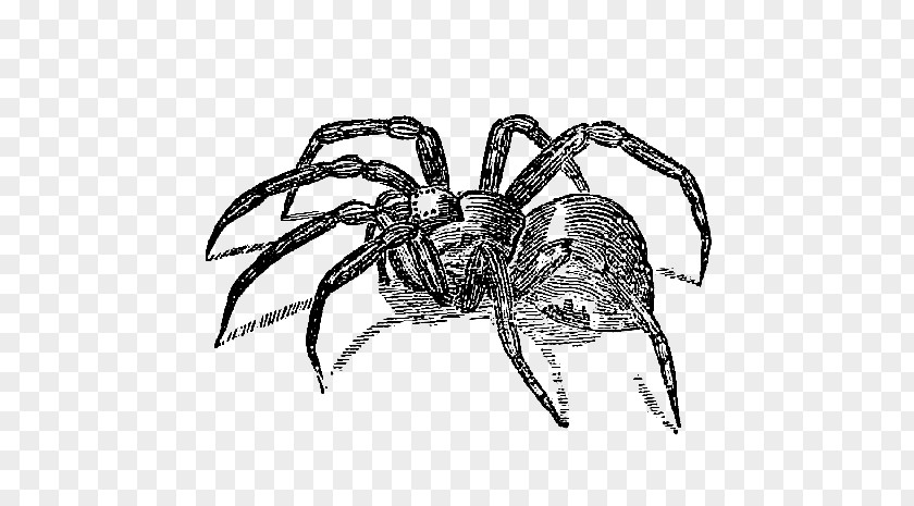 Scary Spider Cliparts Clip Art PNG