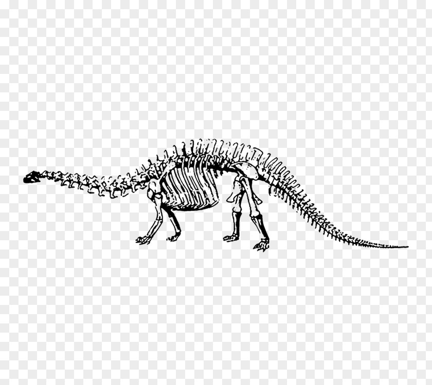Dinosaur Skeleton Museum Velociraptor Brontosaurus Apatosaurus Tyrannosaurus PNG