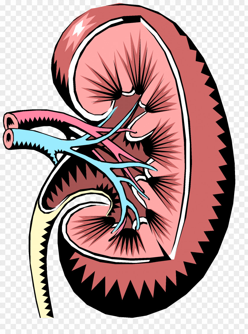 Kidney Chronic Disease Renal Function Excretory System PNG