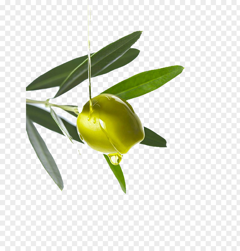 Olive Oil Argan PNG
