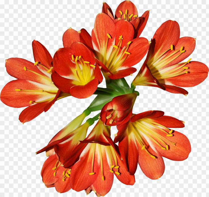 Pedicel Cut Flowers Flower Flowering Plant Natal Lily Petal PNG