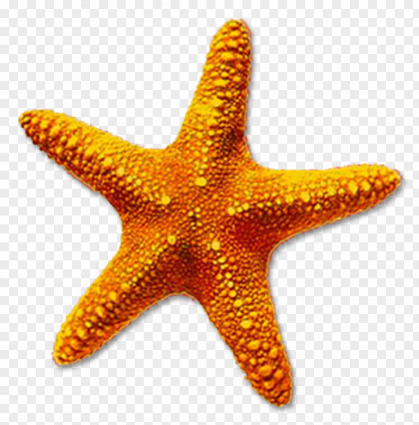 Starfish Clip Art PNG