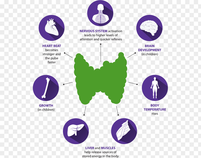 Thyroidstimulating Hormone Thyroid Hormones Nodule PNG