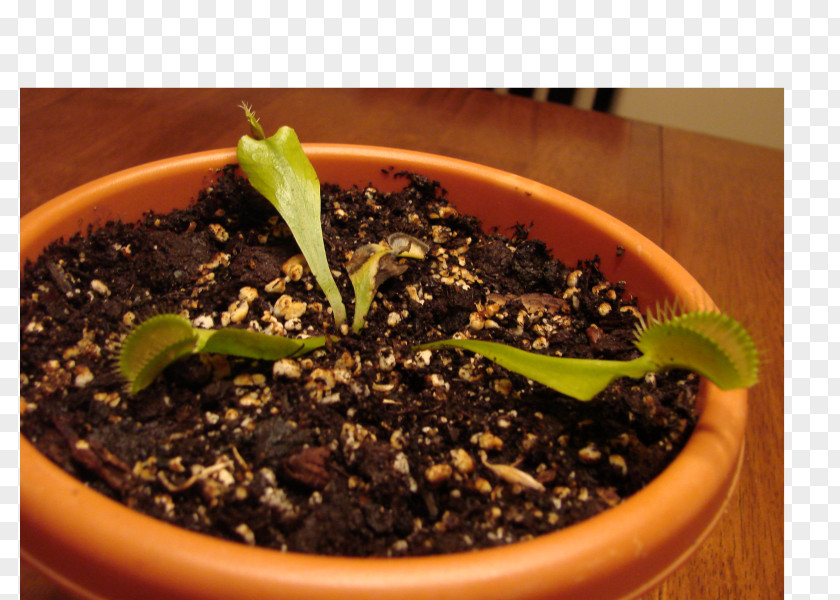 Venus Fly Trap Flowerpot Herb Houseplant PNG