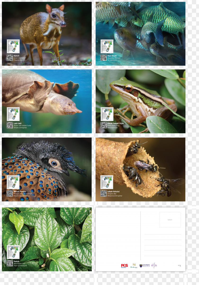 Wildlife Fauna Ecosystem Reptile PNG