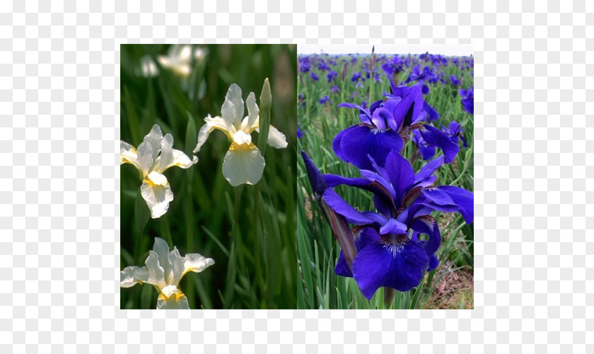 Bulb Siberian Iris Family Plant Orris Root PNG