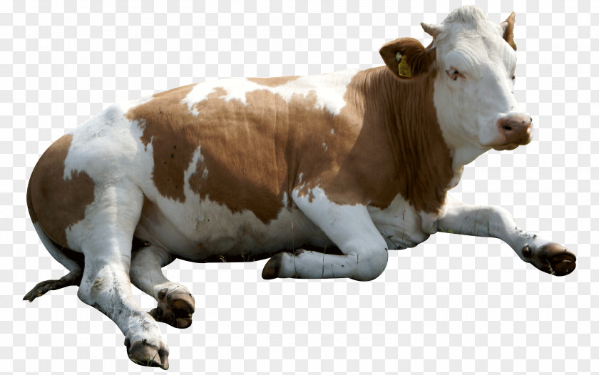 Eid Ul Adha Animals Cow Dairy Cattle Sticker Mycotoxin PNG
