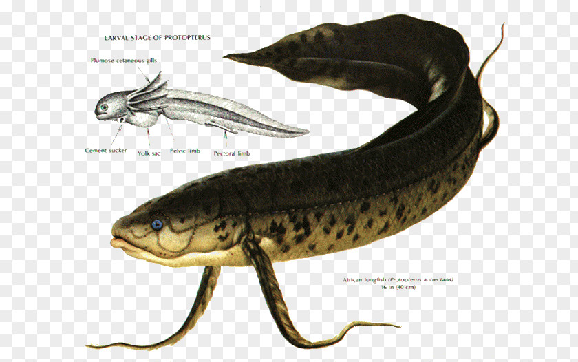 Fish Vertebrate Gill Lungfish Sardine PNG