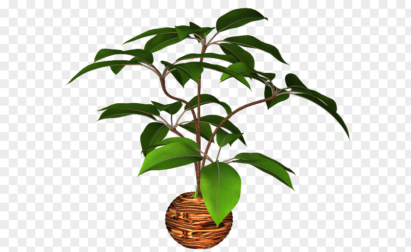 Flower Flowerpot Plant PNG