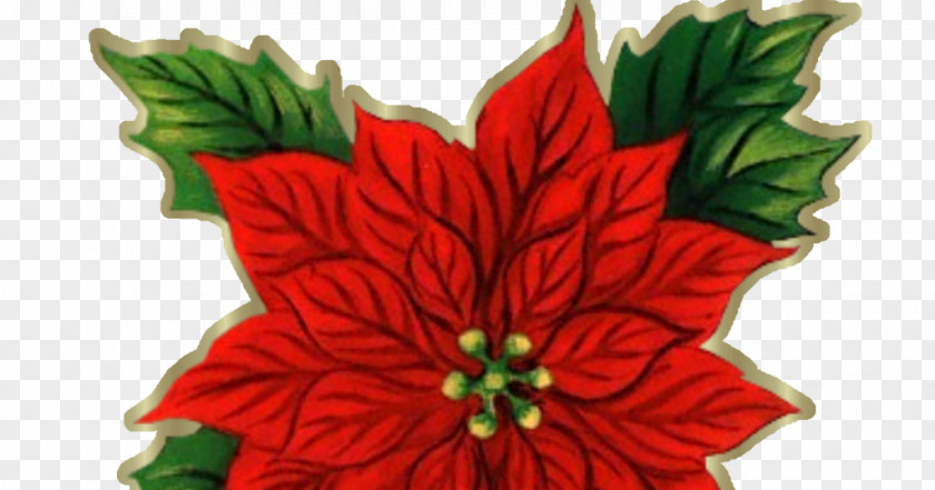 Flower Poinsettia Cut Flowers Christmas Clip Art PNG