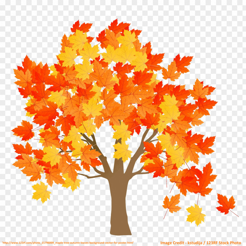 Maple Leaves Leaf Tree Stock Photography Red PNG