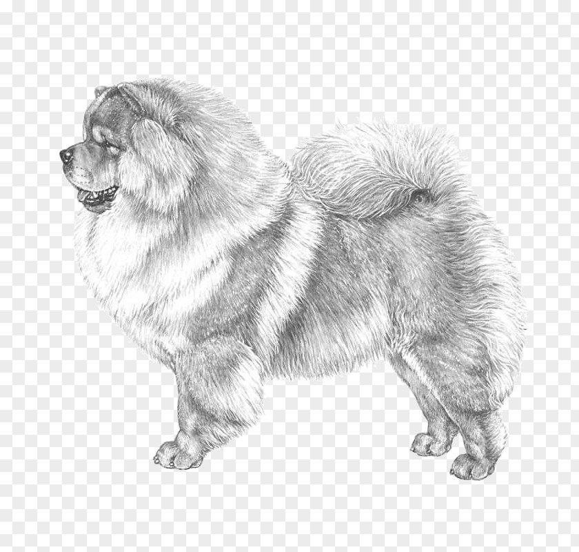 Puppy Dog Breed Chow Companion Akita Basenji PNG