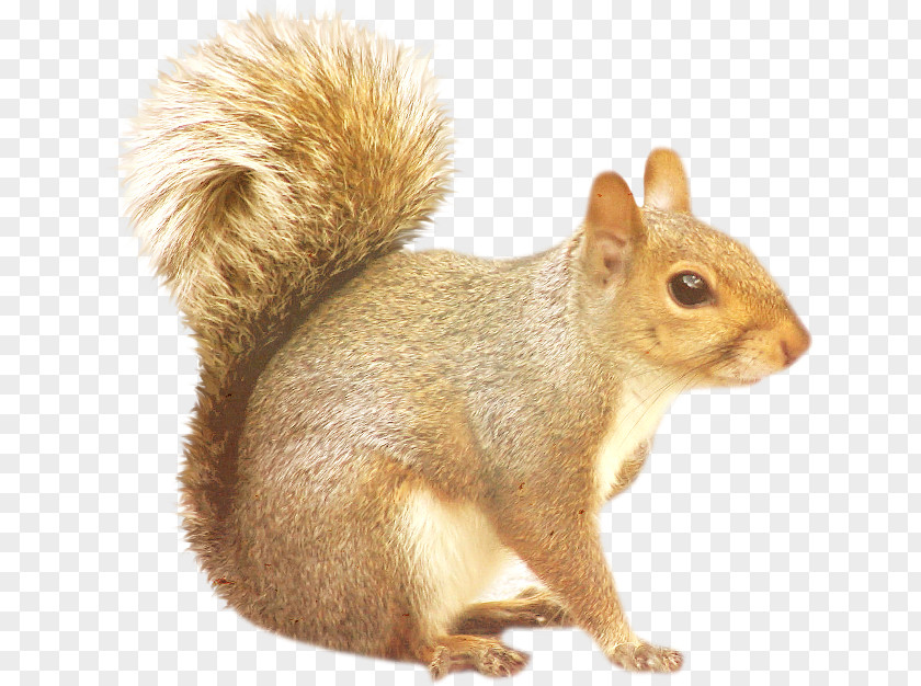 Squirrel Desktop Wallpaper Clip Art PNG