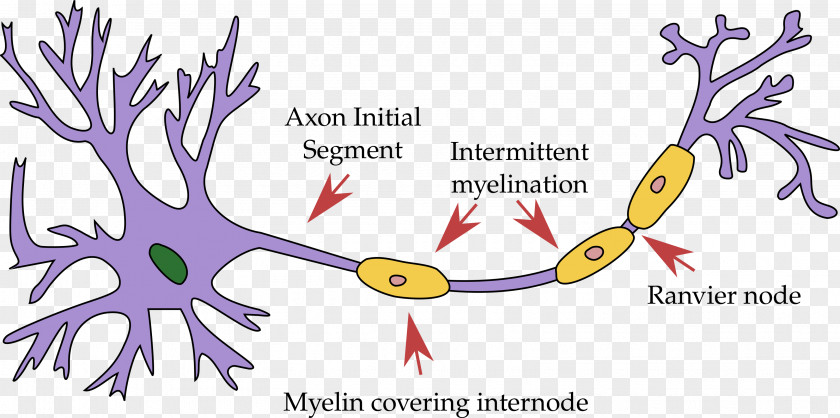 Brain Motor Neuron Soma Nervous System Dendrite PNG