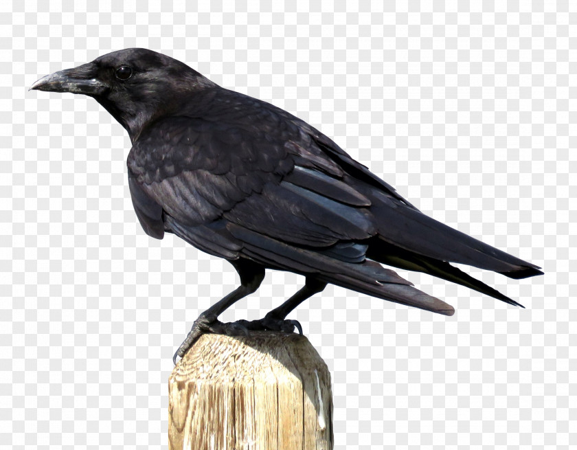 Crow Crows Download PNG