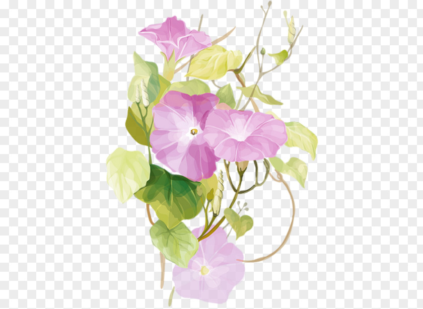 Flower Morning Glory Ipomoea Nil Watercolor Painting PNG