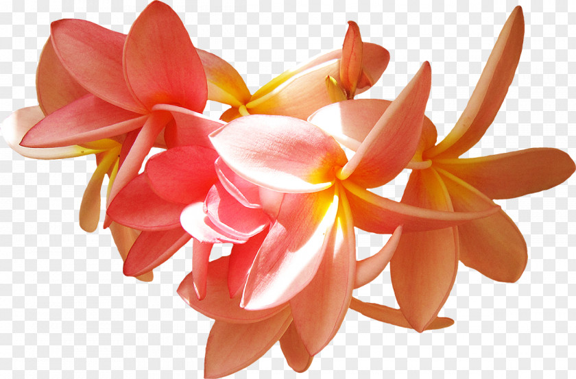 Flower Petal Frangipani Clip Art PNG