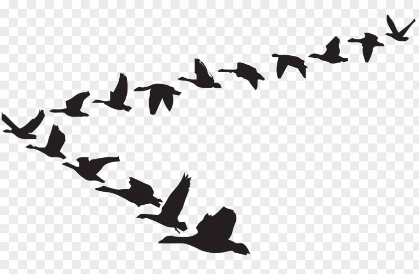 Goose Clip Art Bird Flight Vector Graphics PNG