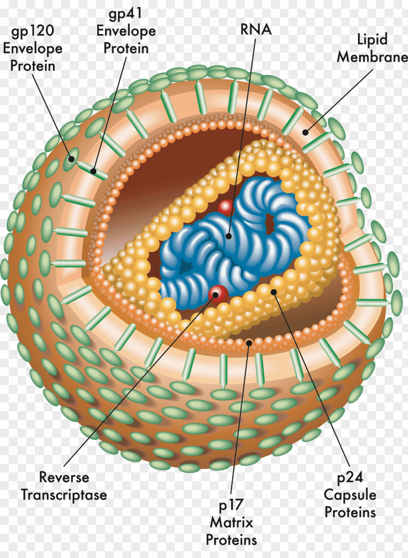 Hiv Virion HIV/AIDS Anatomy Virus Immunodeficiency PNG