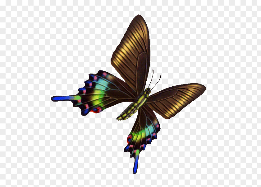 Butterfly Wing Clip Art PNG
