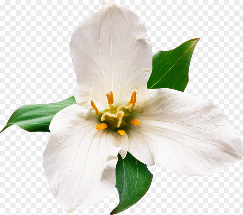 Flower White Petal Plant Mock Orange PNG