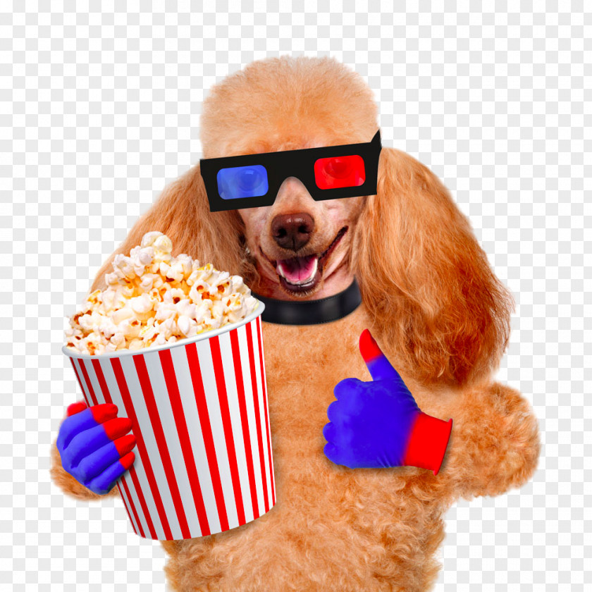 Pug Popcorn Dog Cinema Film Stock Photography PNG