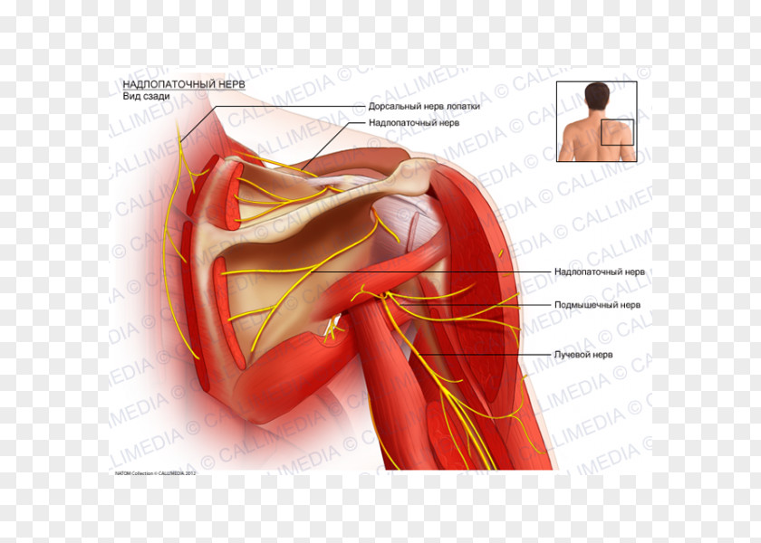 Arm Suprascapular Nerve Artery Anatomy Dorsal Scapular PNG