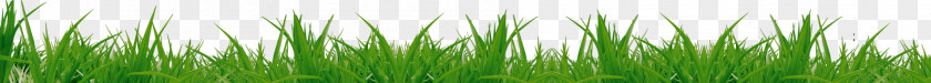 Grass PNG clipart PNG