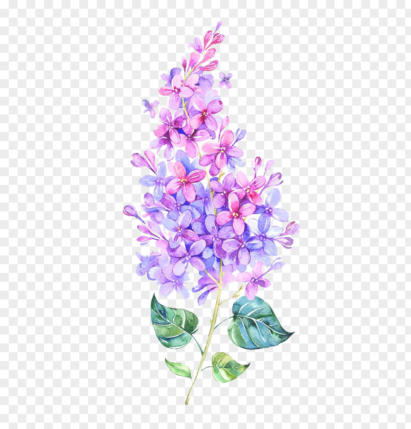 Pink Flower Purple Color PNG Color, Watercolor flowers, blue and pink lilac flower painting clipart PNG