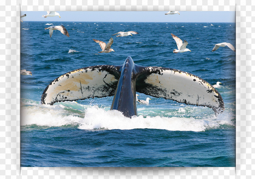 Water Humpback Whale Transportation Killer Cetacea PNG