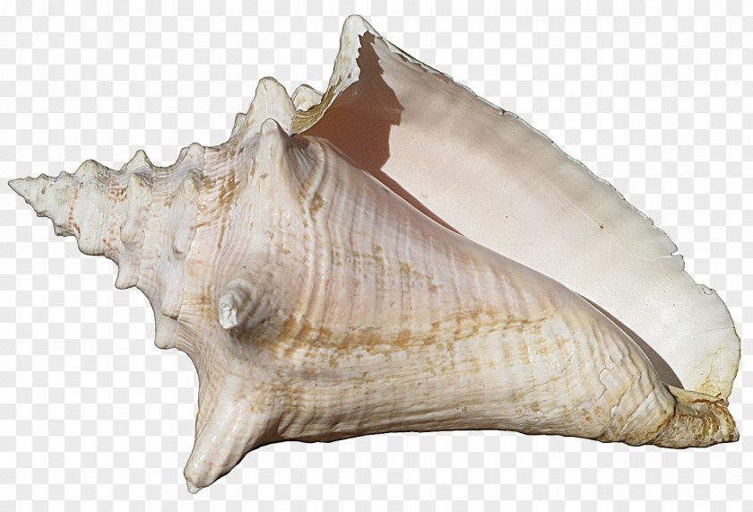 Conch Image Desktop Wallpaper Seashell PNG
