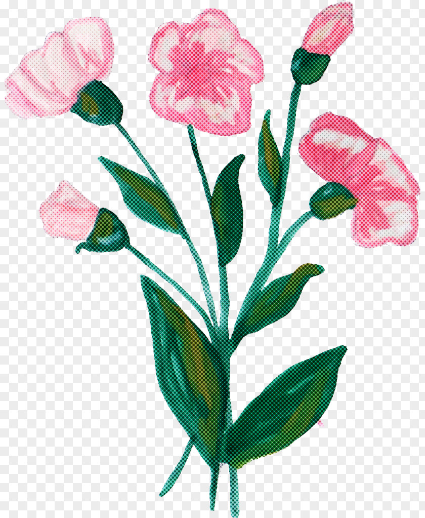 Flower Plant Pink Pedicel Cut Flowers PNG