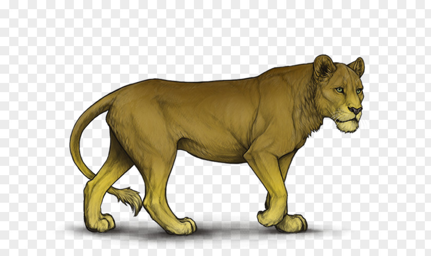 Lion Felidae Sunset Sky Sunrise PNG