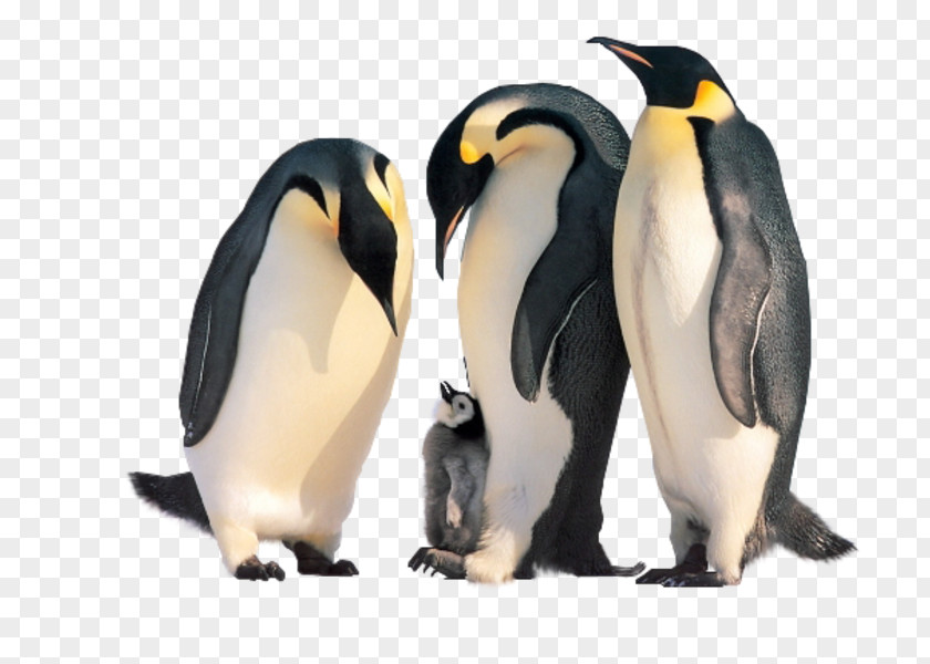 Mechanism Of Emperor Penguins Penguin Kitten Cat Family Animal PNG