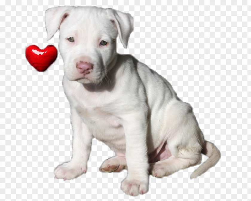 Puppy American Pit Bull Terrier Staffordshire Bulldog Dogo Argentino PNG